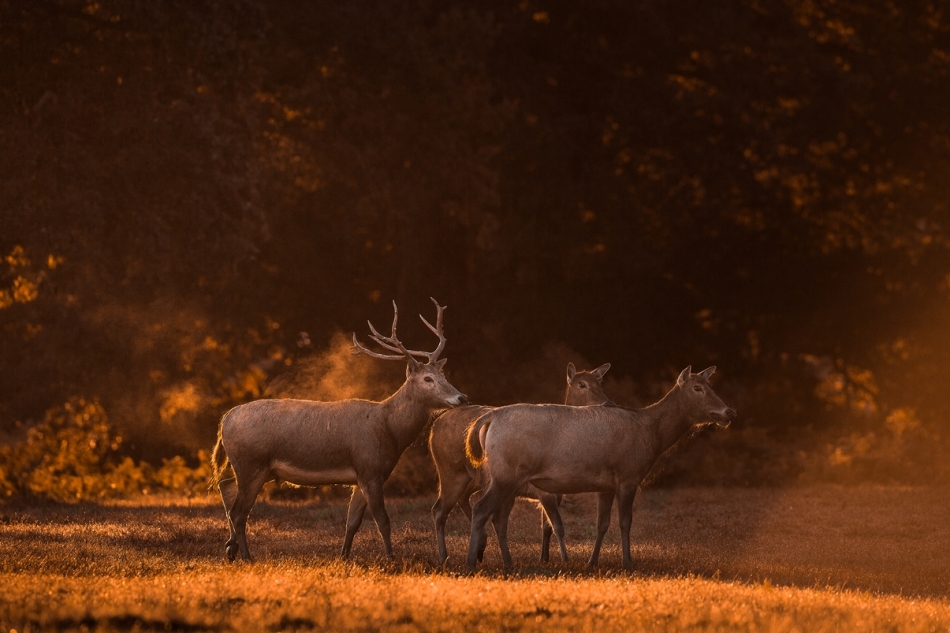 jaroslaw_ - Milu. . Zdjęcie 327331