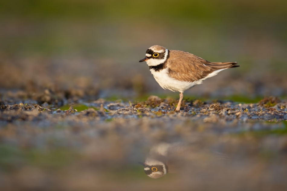 raftik - Sieweczka rzeczna, Little Ringed Plover (Charadrius dubius) ... 2020r. . Zdjęcie 270967