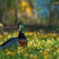 Wesołego Alleluja :)
