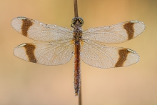 Sympetrum