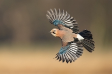 Sójka, Eurasian Jay (Ga...