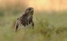 Myszołów (Buteo buteo)