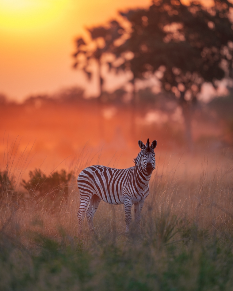 Lilen - Czarno-biała gwiazda kolorowego spektaklu. Na tym tle zebra wyglądała jak czarno-biała gwiazda w barwnym spektaklu natury. Przez chwilę zastygła w bezruchu, jakby sama zastanawiała się, czy pasuje do tego kolorowego krajobrazu. . Zdjęcie 330373
