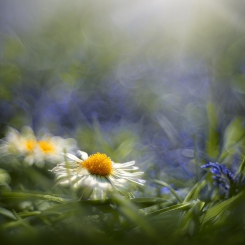 W łąkowej ikebanie 