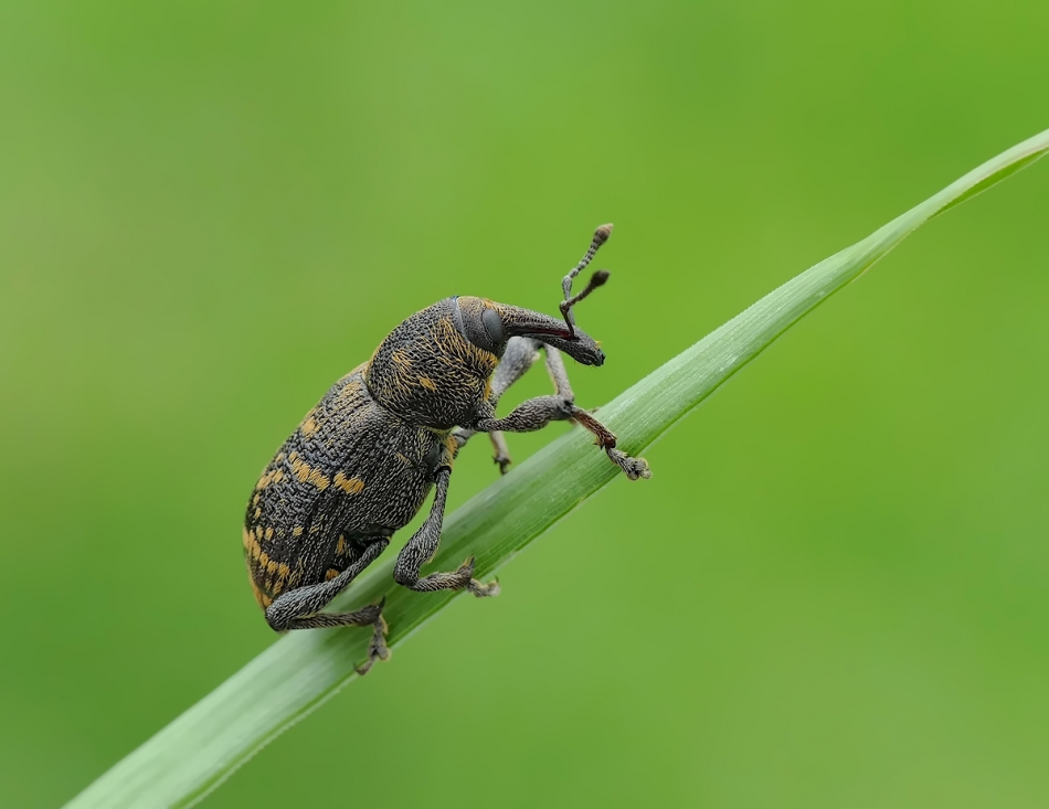 keni - . PE. Zdjęcie 196969