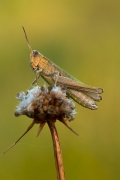 Konik osiodłany 
