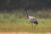 Grus grus ..żurawia wyn...