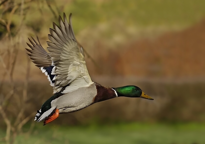 keni - Gdzieś w szuwarach.... - “Daj mi proszę cztery piórka  dla kaczuszek tych… z podwórka,  bo bez przerwy narzekają,  że tak pięknych piór nie mają.”. Zdjęcie 113102