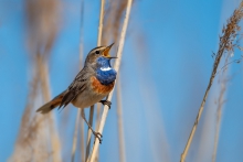 Podróżniczek, Bluethroa...