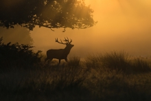 The autumn shade