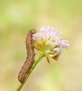 Potwór z Loch Ness :)