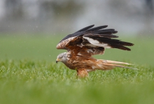 Milvus milvus