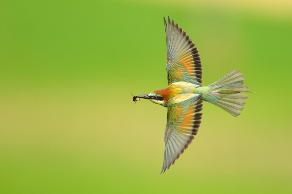 raftik - Żołna, European Bee-eater (Merops apiaster) ... 2025r. . Zdjęcie 333831