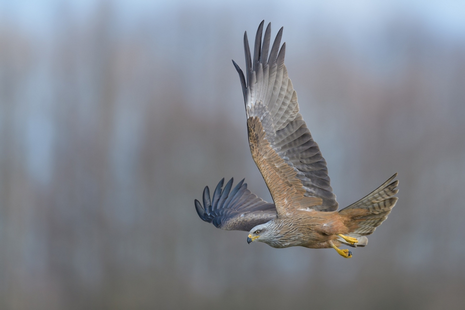raftik - Kania Czarna, Black Kite (Milvus migrans) ... . . Zdjęcie 316206