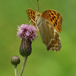 Motyl