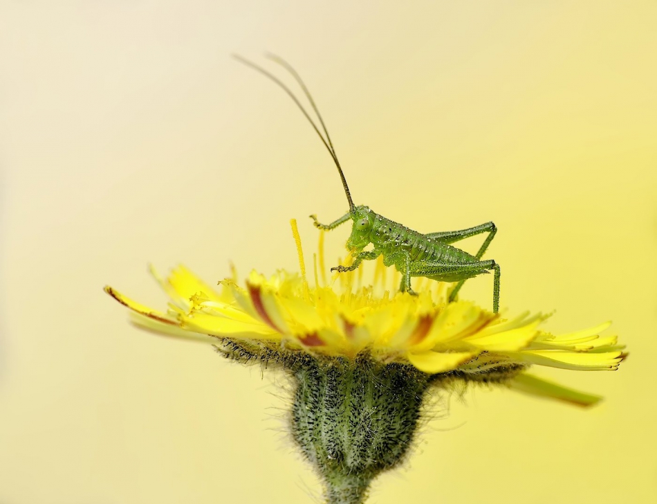keni - Wątlik charlaj (Leptophyes punctatissima). . Zdjęcie 315217