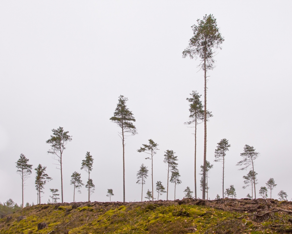 Sosny i sosenki. . Zdjęcie 337017