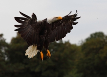 BALD EAGLE