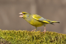 Agresywny dzwoniec