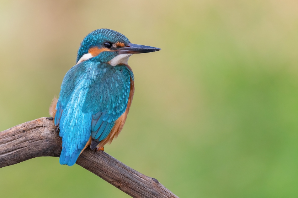 prajzner - Kingfisher. . Zdjęcie 304377