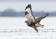 Buteo lagopus