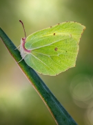 Gonepteryx rhamni.