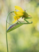 Mantis religiosa