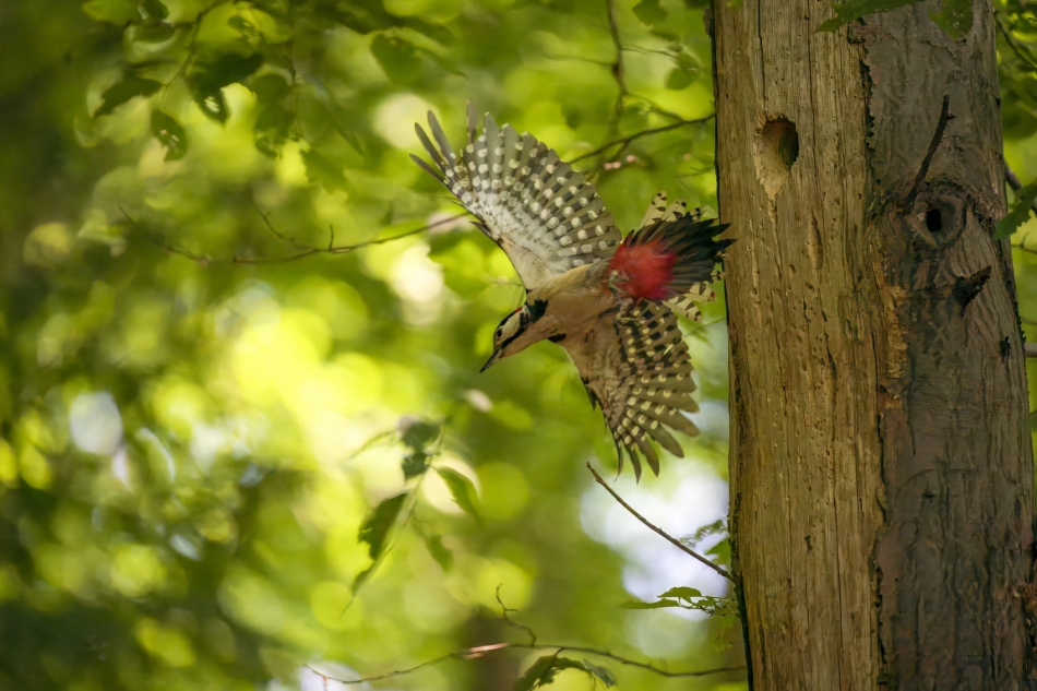 amigamedia - Ruch w zieleni lasu.. Dzięcioł duży (Dendrocopos major) Przyroda naszego regionu - Bełsznica Wieś Sony ILCE-1+Sony SEL200600G FE 200-600mm f/5.6-6.3 G OSS Przysłona: f/6,3; Czas ekspozycji: 1/3200 s; ISO: 20000; Ogniskowa: 600 mm.. Zdjęcie 324389