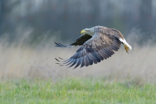 Bielik, White-tailed Ea...