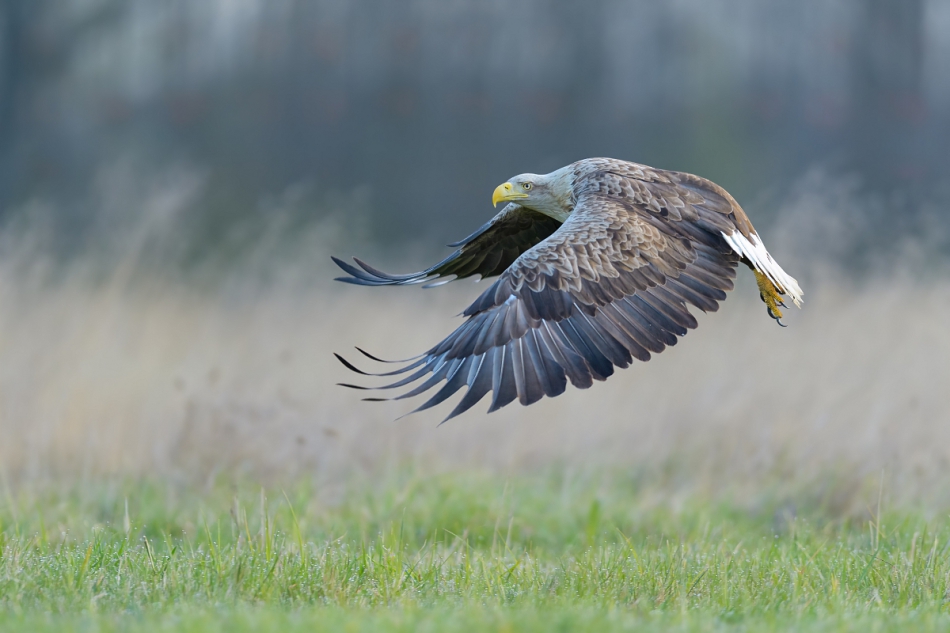 raftik - Bielik, White-tailed Eagle (Haliaeetus albicilla) ... 2021r. . Zdjęcie 288963