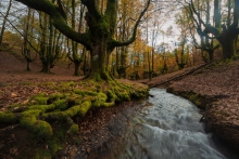 Otzarreta Forest