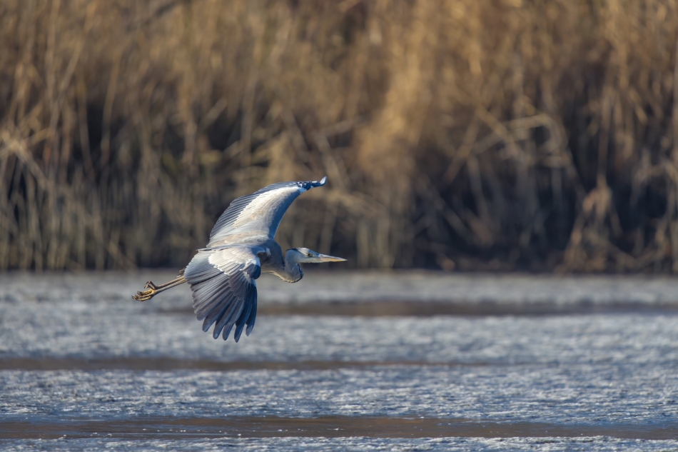 amigamedia - Siwucha. Czapla siwa (Ardea cinerea) Przyroda naszego regionu.Gorzyce. Sony ILCE-1+Sony SEL200600G FE 200-600mm f/5.6-6.3 G OSS. Przysłona: f/6,3; Czas ekspozycji: 1/2000 s; ISO: 640; Ogniskowa: 600 mm.. Zdjęcie 329963