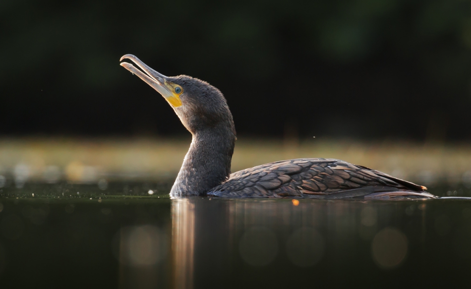 marcinmm - Kormoran - Phalacrocorax carbo. . Zdjęcie 247605
