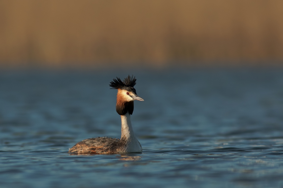 fotorom - Dwuczuby. PE. Zdjęcie 265023
