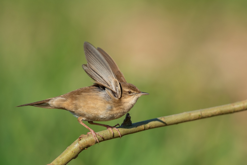 raftik - Zajęcze ucho ... Brzęczka, Savis Warbler (Locustella luscinioides) ... 2020r. . Zdjęcie 271906