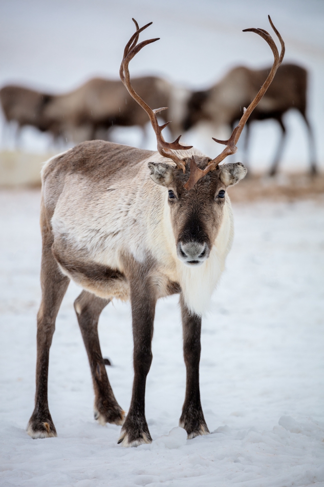 mikeszt28 - Rudolf. . Zdjęcie 285324