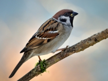 Mazurek