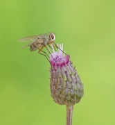 Mucha domowa (Musca dom...