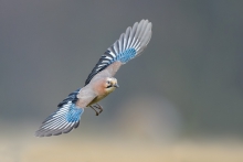 Sójka, Eurasian Jay (Ga...