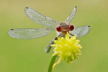 Oczobarwnica mniejsza 