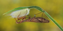 Jesiennie