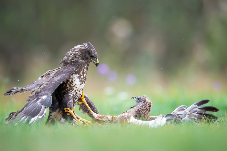 fotodam - Zwyczajny vs Stawowy . . Zdjęcie 249633