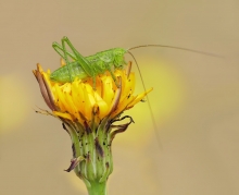 Pasikonik zielony (Tett...