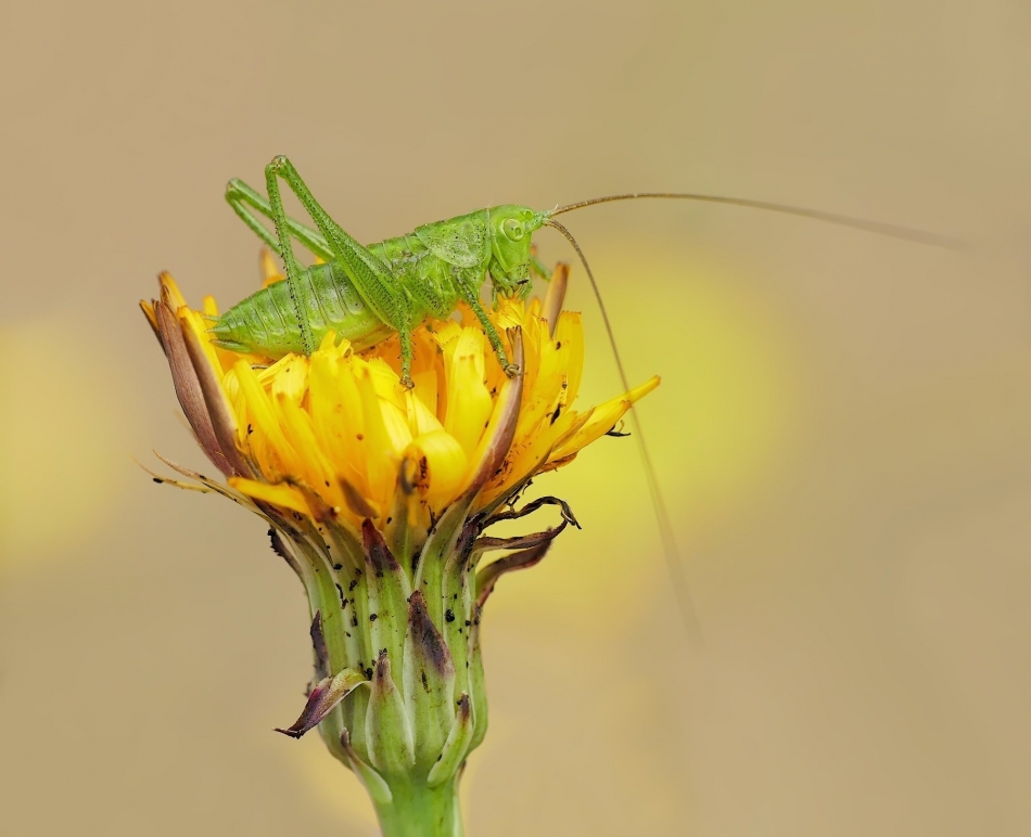 keni - Pasikonik zielony (Tettigonia viridissima) . . Zdjęcie 324893