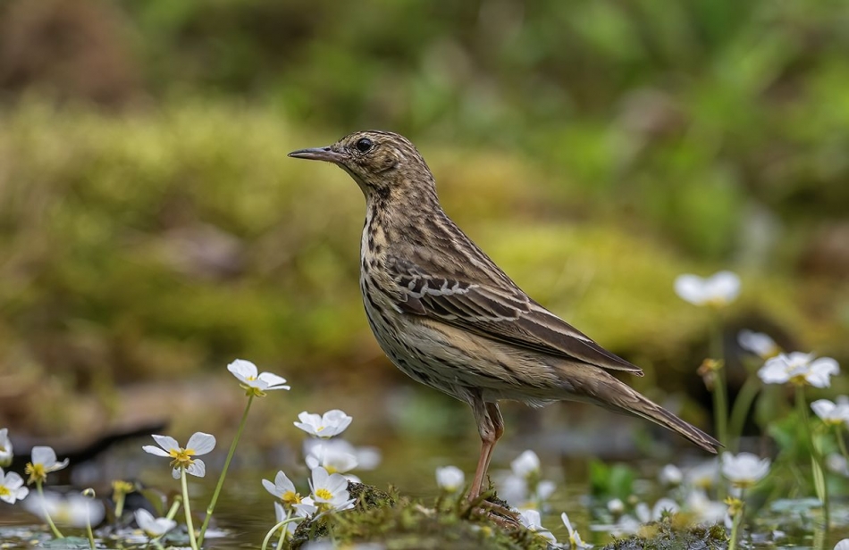 slaw300 - Świergotek drzewny . . Zdjęcie 333129