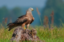Kania Ruda, Red Kite (M...