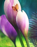 Colchicum