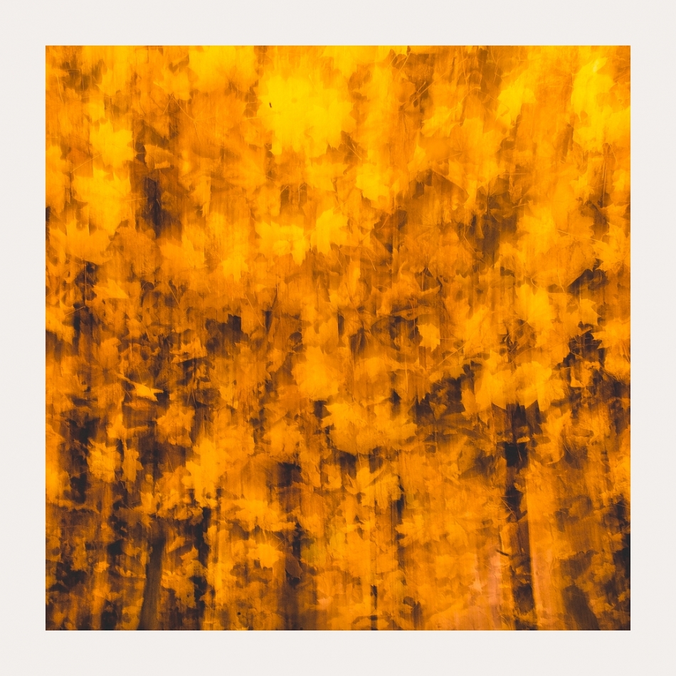 puszek - . . Zdjęcie 327950