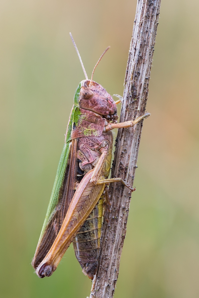 prajzner - Omocestus viridulus. Skoczek zielony z rodziny Acrididae.. Zdjęcie 250794