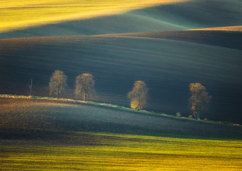 stefan1 - Morawskie Kasztany. . Zdjęcie 336434